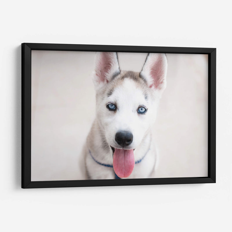 Husky - Luis Velasco | Cuadro decorativo de Canvas Lab