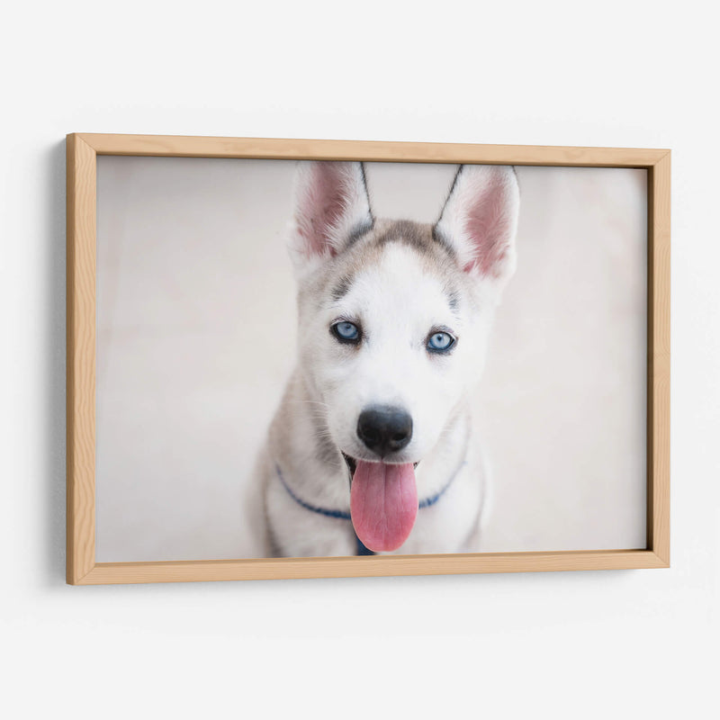 Husky - Luis Velasco | Cuadro decorativo de Canvas Lab