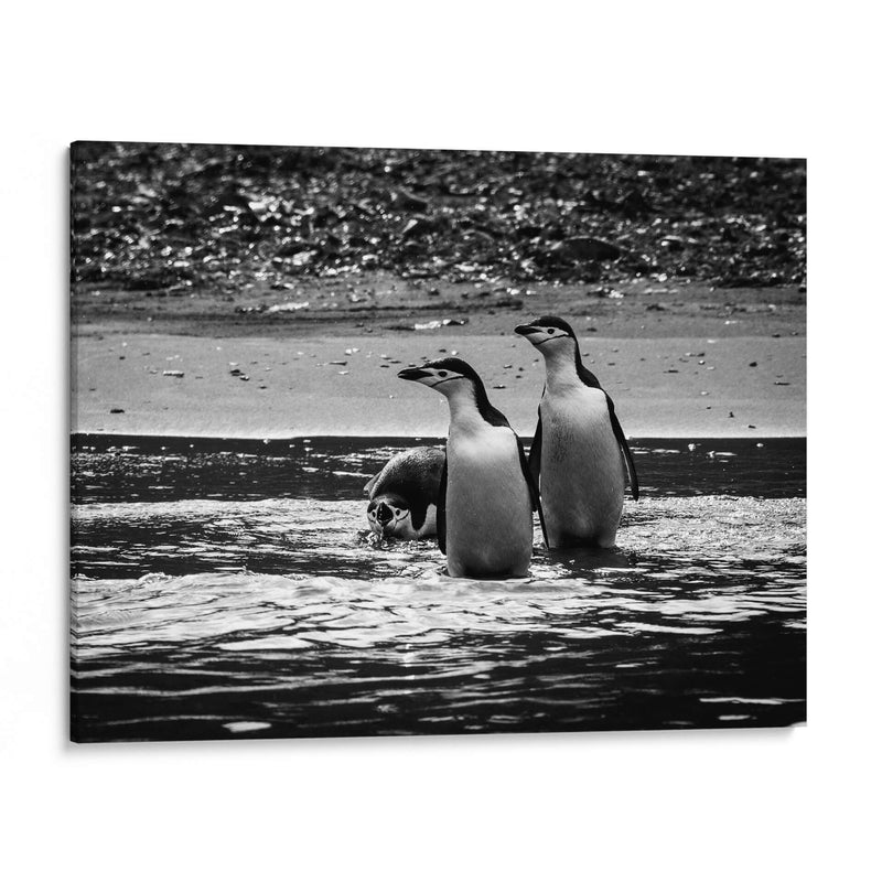 Pingüinos chinstrap en la playa - Carlos Montaño | Cuadro decorativo de Canvas Lab