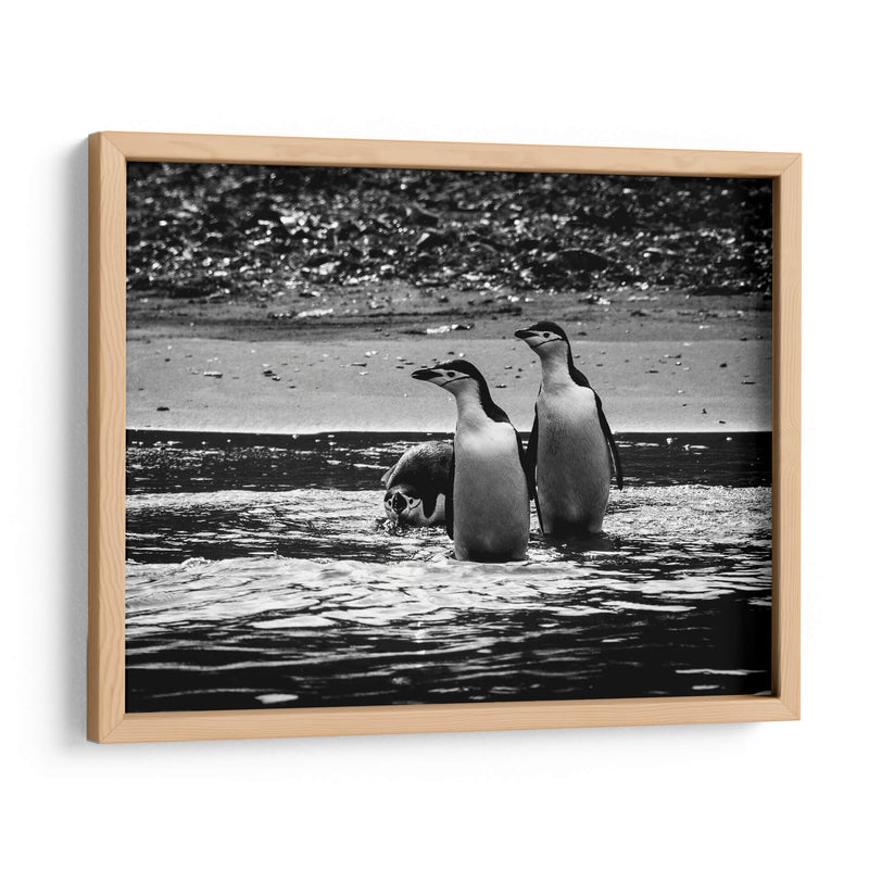 Pingüinos chinstrap en la playa - Carlos Montaño | Cuadro decorativo de Canvas Lab