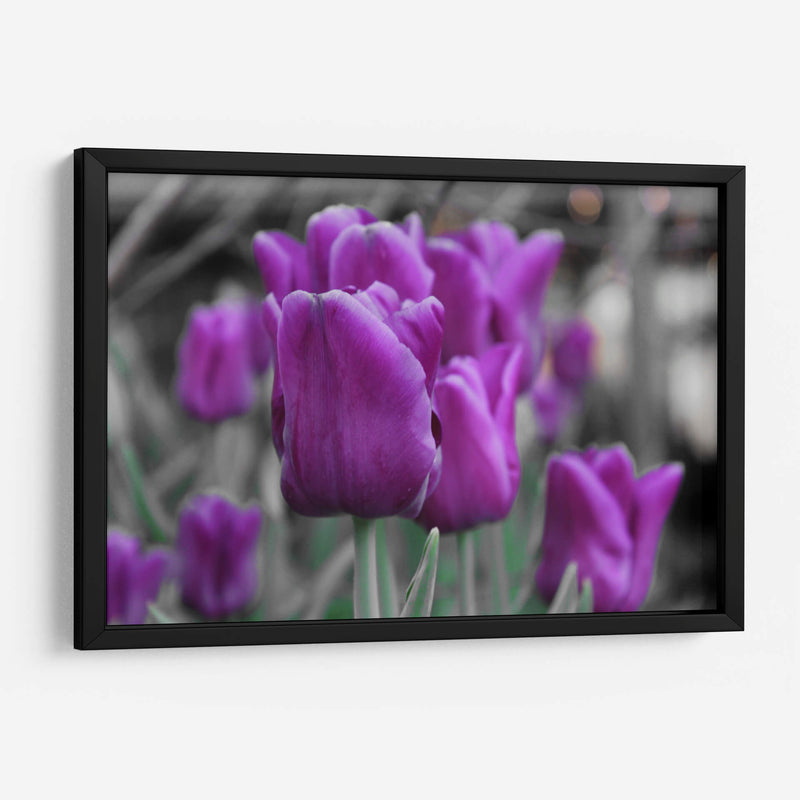 Tulipanes Violeta - Carlos Franken | Cuadro decorativo de Canvas Lab