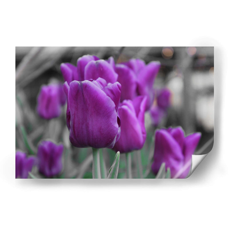 Tulipanes Violeta - Carlos Franken | Cuadro decorativo de Canvas Lab
