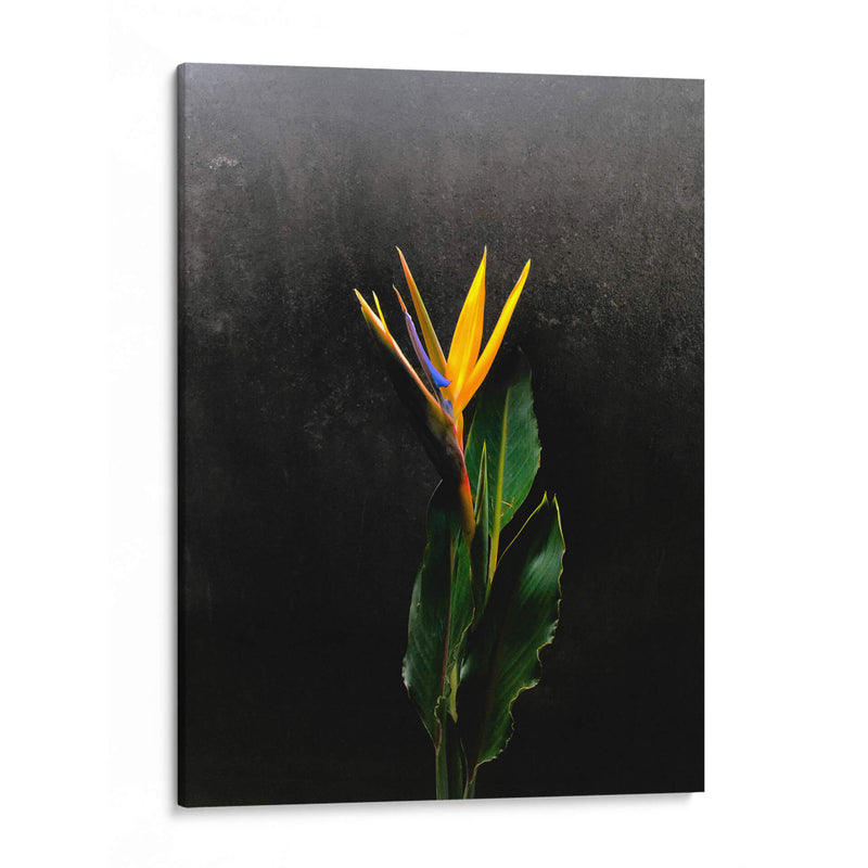 Bird of Paradise - Boysribs | Cuadro decorativo de Canvas Lab