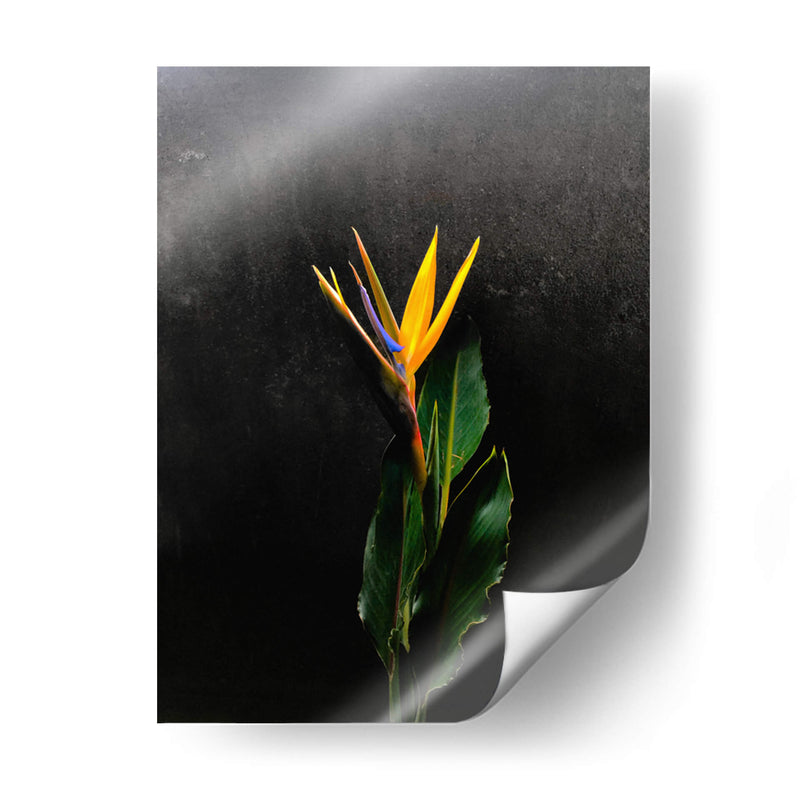 Bird of Paradise - Boysribs | Cuadro decorativo de Canvas Lab