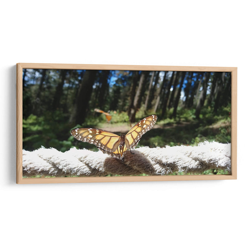 Mariposa monarca preparando vuelo - Salvador Gallardo | Cuadro decorativo de Canvas Lab