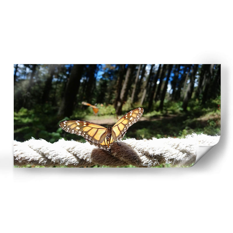 Mariposa monarca preparando vuelo - Salvador Gallardo | Cuadro decorativo de Canvas Lab