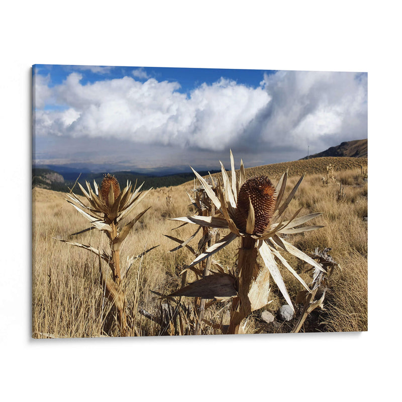 Flora en el volcán Xinantécatl - Salvador Gallardo | Cuadro decorativo de Canvas Lab