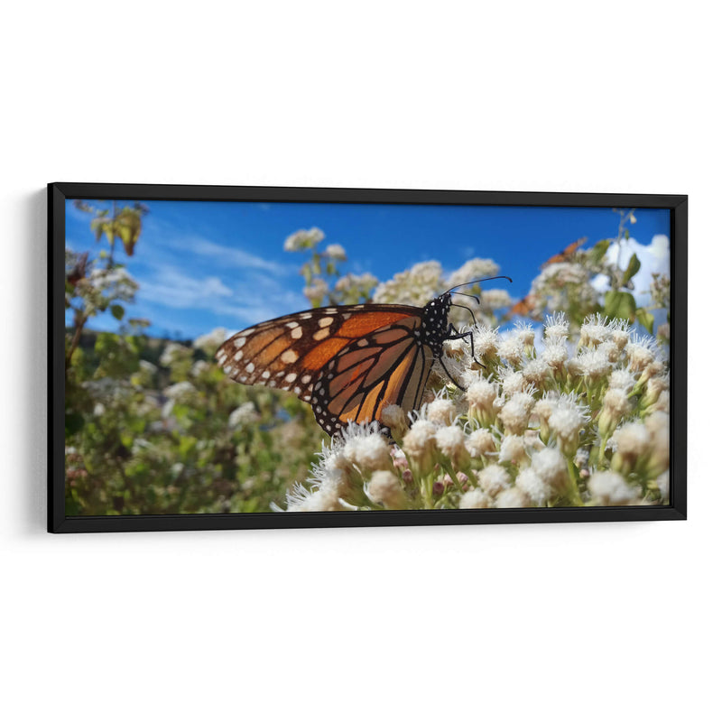 Mariposa monarca disfrutando néctar - Salvador Gallardo | Cuadro decorativo de Canvas Lab