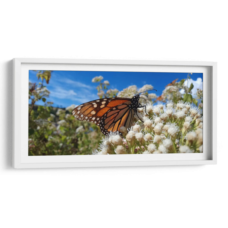 Mariposa monarca disfrutando néctar - Salvador Gallardo | Cuadro decorativo de Canvas Lab