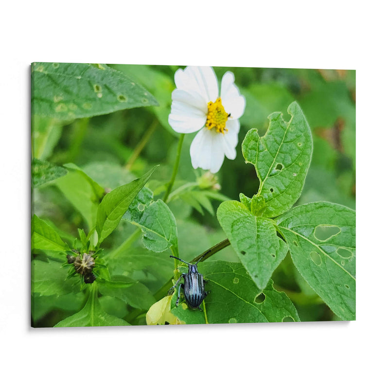 Escarabajo Saboreando una Flor - Salvador Gallardo | Cuadro decorativo de Canvas Lab