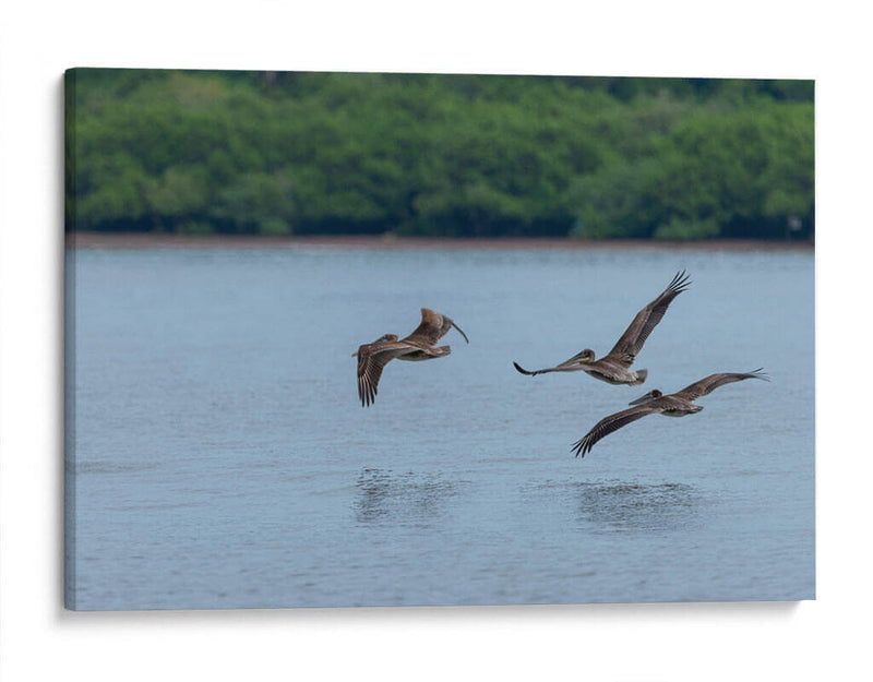 Pelicanos sobrevolando - Manuel Jiménez | Cuadro decorativo de Canvas Lab