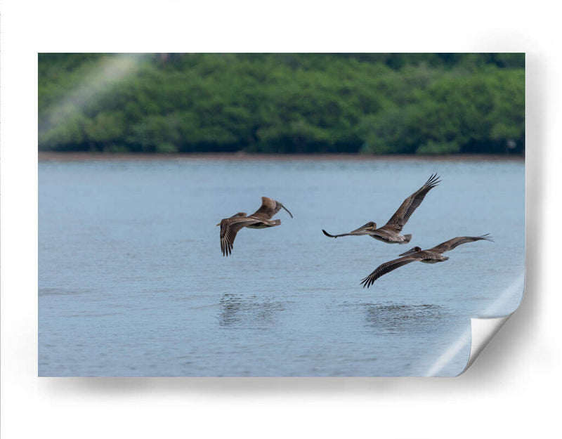Pelicanos sobrevolando - Manuel Jiménez | Cuadro decorativo de Canvas Lab