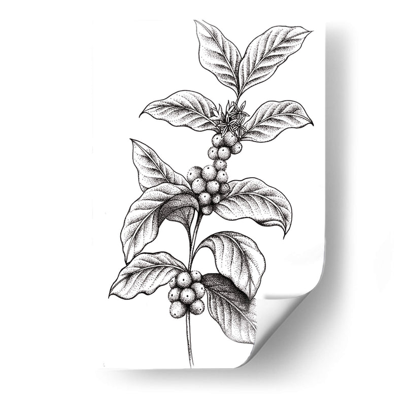 Planta de Café - Elo Dots | Cuadro decorativo de Canvas Lab