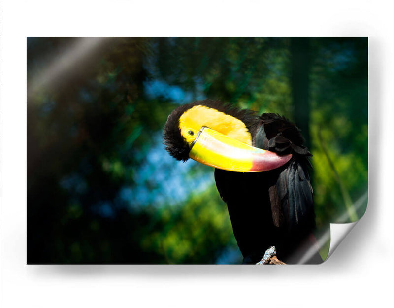 TUCÁN - MICHEL ARCIGA LIFESTYLE PHOTOGRAPHY | Cuadro decorativo de Canvas Lab