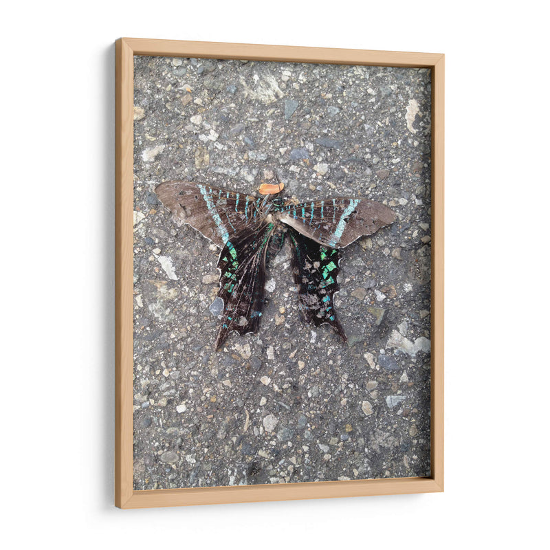 Mariposa en Asfalto - FotoCompagny | Cuadro decorativo de Canvas Lab