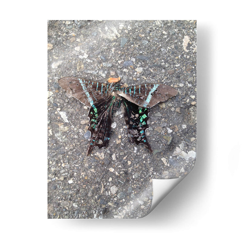 Mariposa en Asfalto - FotoCompagny | Cuadro decorativo de Canvas Lab