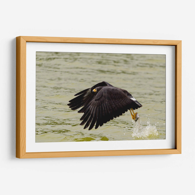 Águila con presa en vuelo - 5000 grados | Cuadro decorativo de Canvas Lab
