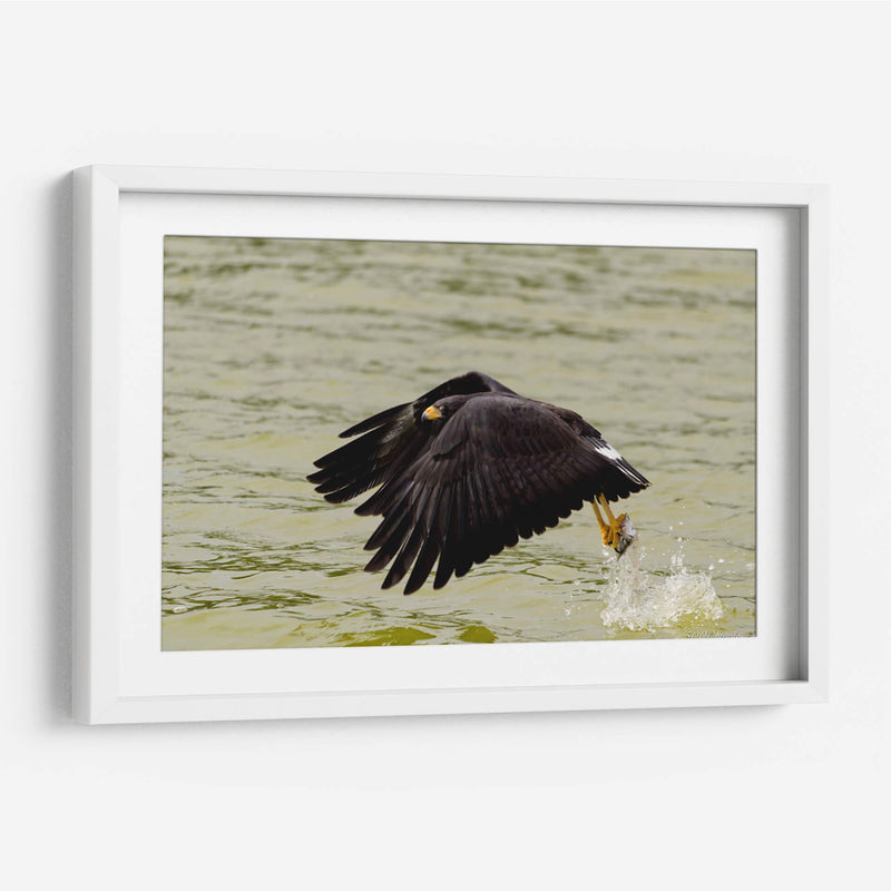 Águila con presa en vuelo - 5000 grados | Cuadro decorativo de Canvas Lab