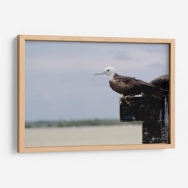 Albatros viendo al horizonte - 5000 grados | Cuadro decorativo de Canvas Lab