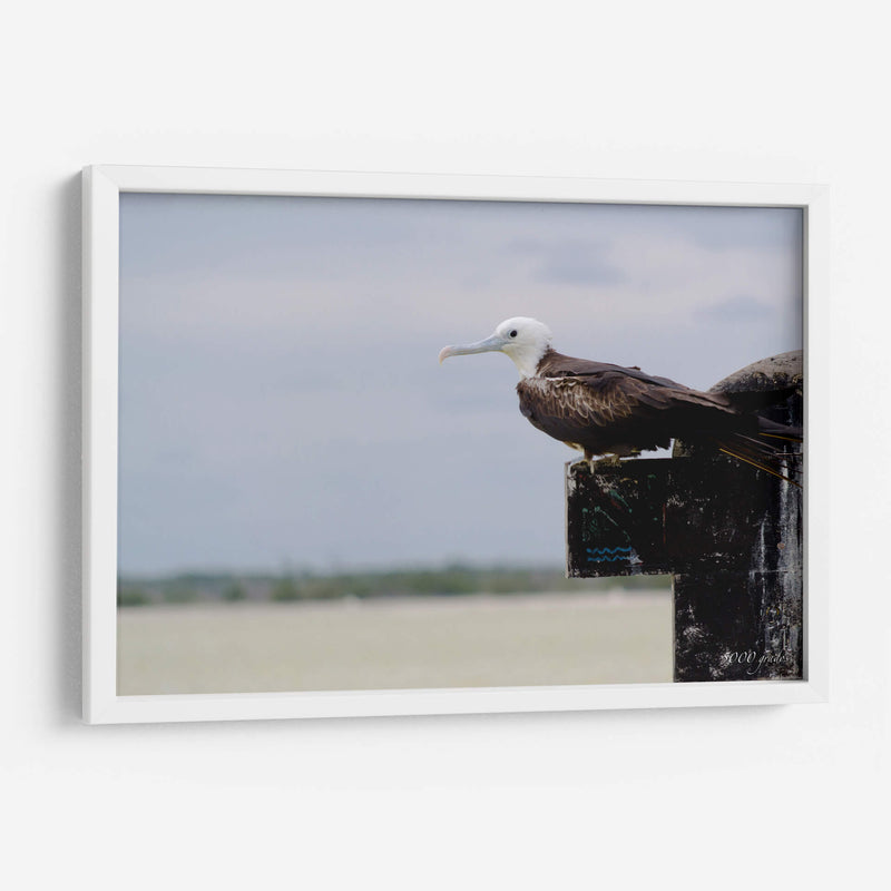 Albatros viendo al horizonte - 5000 grados | Cuadro decorativo de Canvas Lab