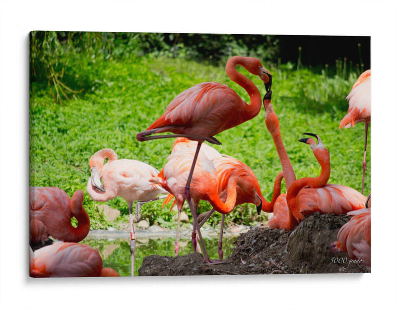 Flamingos amor en rosa - 5000 grados | Cuadro decorativo de Canvas Lab