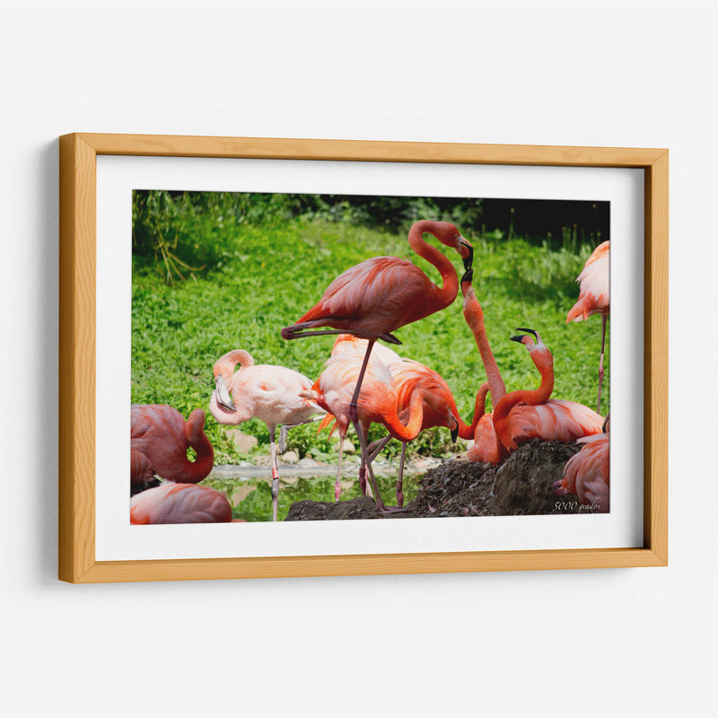 Flamingos amor en rosa - 5000 grados | Cuadro decorativo de Canvas Lab
