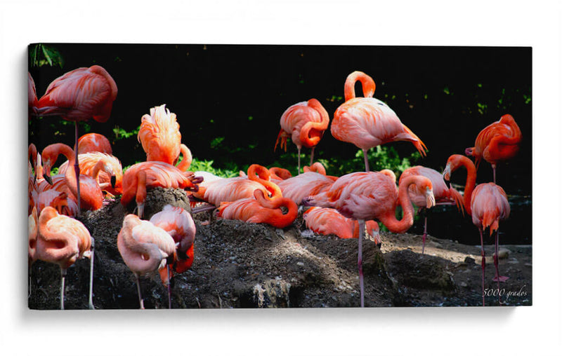 Flamingos en descanso - 5000 grados | Cuadro decorativo de Canvas Lab