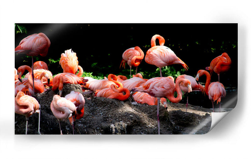 Flamingos en descanso - 5000 grados | Cuadro decorativo de Canvas Lab