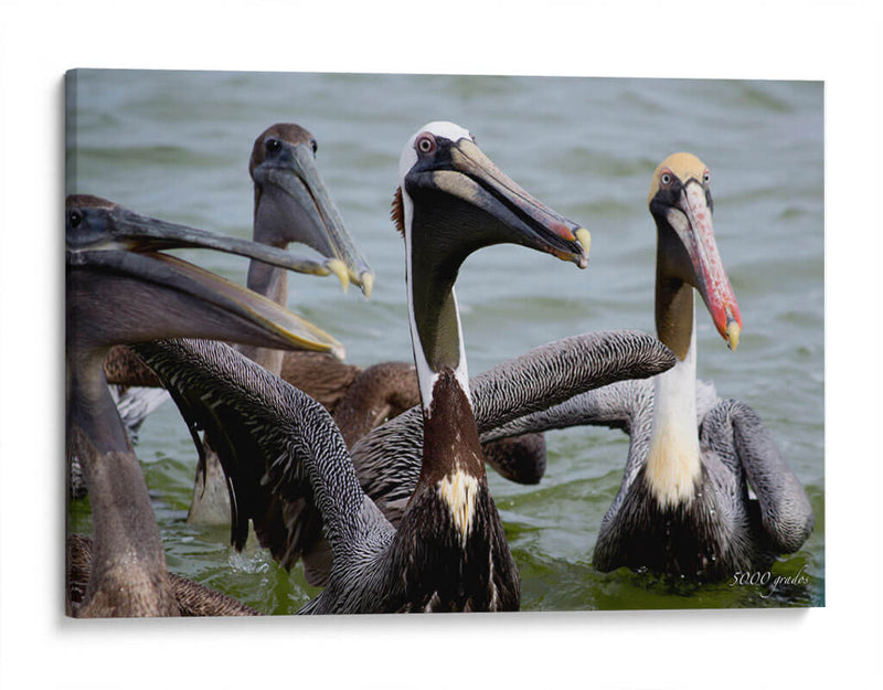 Grupo de pelicanos - 5000 grados | Cuadro decorativo de Canvas Lab