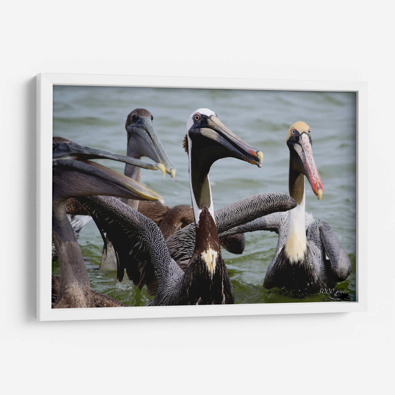 Grupo de pelicanos - 5000 grados | Cuadro decorativo de Canvas Lab