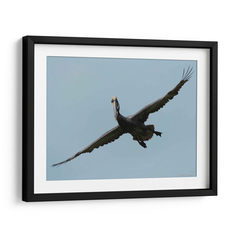 Pelicano con grandes alas - 5000 grados | Cuadro decorativo de Canvas Lab