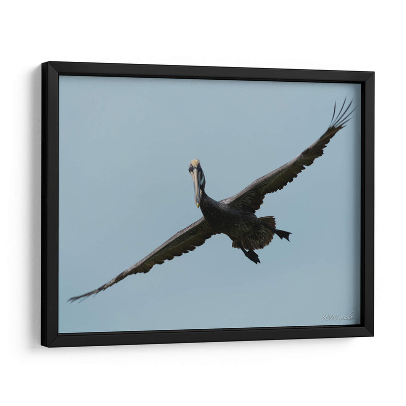 Pelicano con grandes alas - 5000 grados | Cuadro decorativo de Canvas Lab