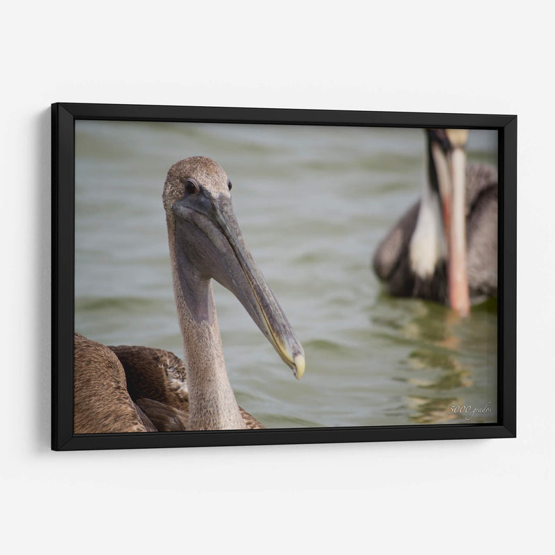 Pelicano de cerca - 5000 grados | Cuadro decorativo de Canvas Lab