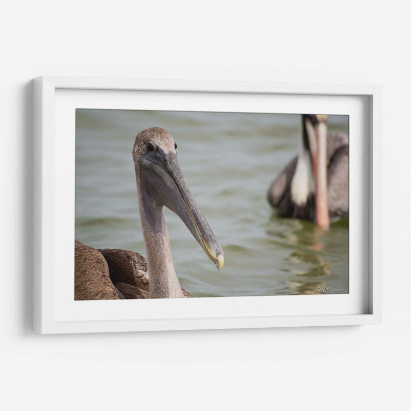 Pelicano de cerca - 5000 grados | Cuadro decorativo de Canvas Lab