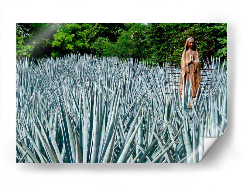 Virgen en campo de agave - 5000 grados | Cuadro decorativo de Canvas Lab