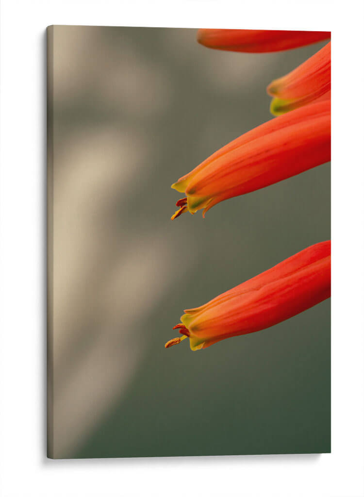 Flores aloe vera - Enrique Estrada | Cuadro decorativo de Canvas Lab