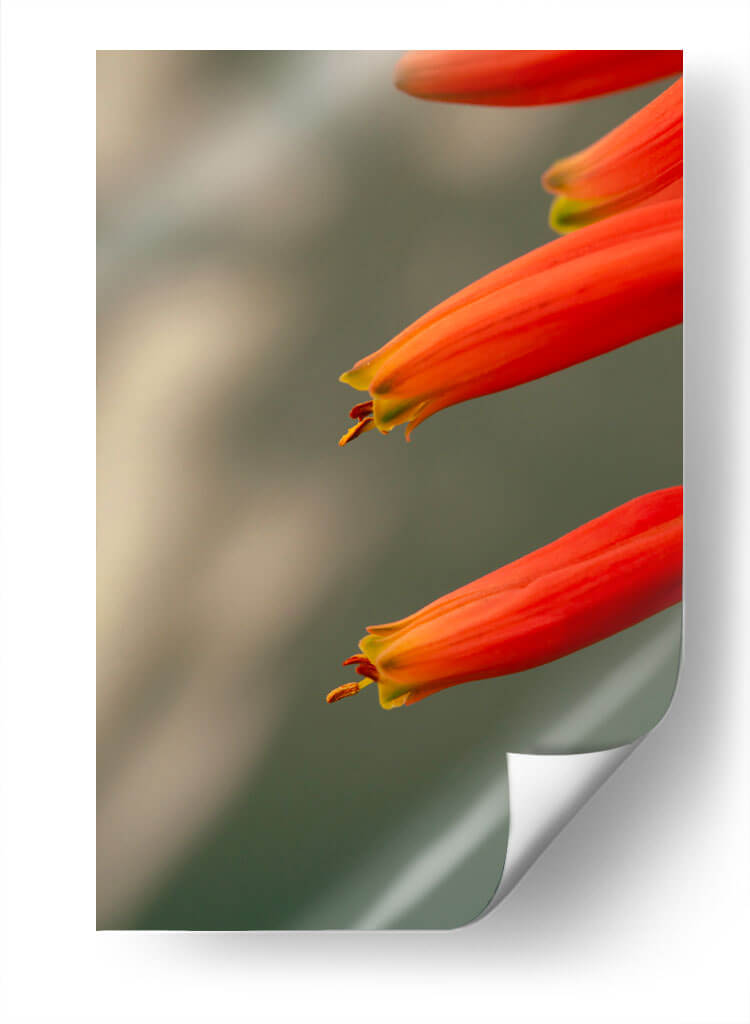 Flores aloe vera - Enrique Estrada | Cuadro decorativo de Canvas Lab