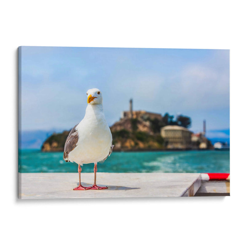 Gaviota frente a la isla de Alcatraz - Guillermo Aparicio | Cuadro decorativo de Canvas Lab