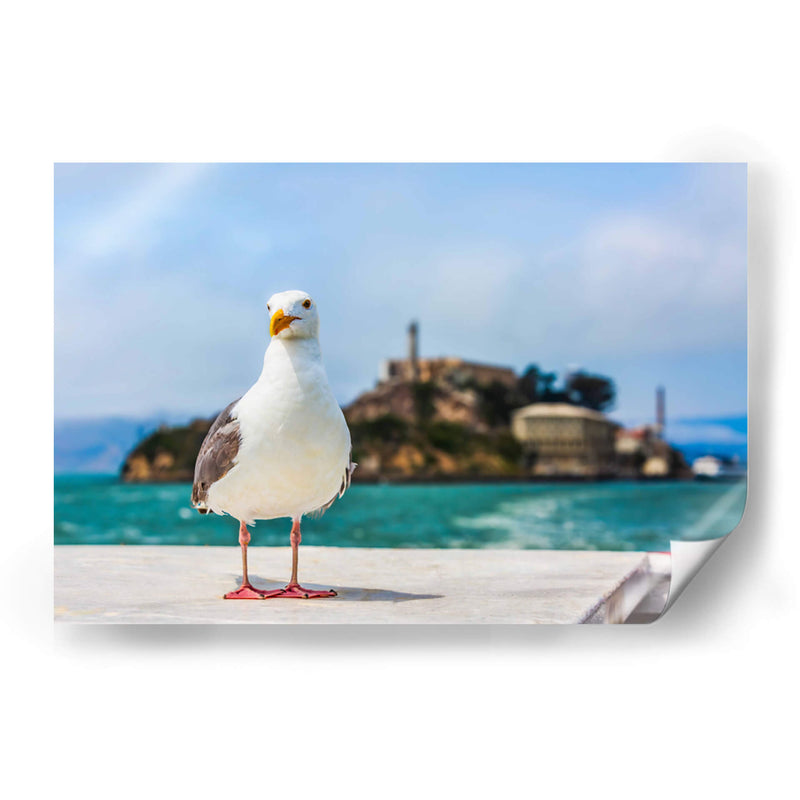 Gaviota frente a la isla de Alcatraz - Guillermo Aparicio | Cuadro decorativo de Canvas Lab