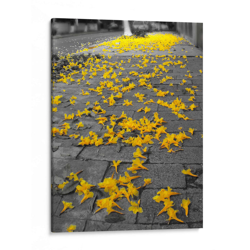 Flores amarillas en banqueta - FotoCompagny | Cuadro decorativo de Canvas Lab