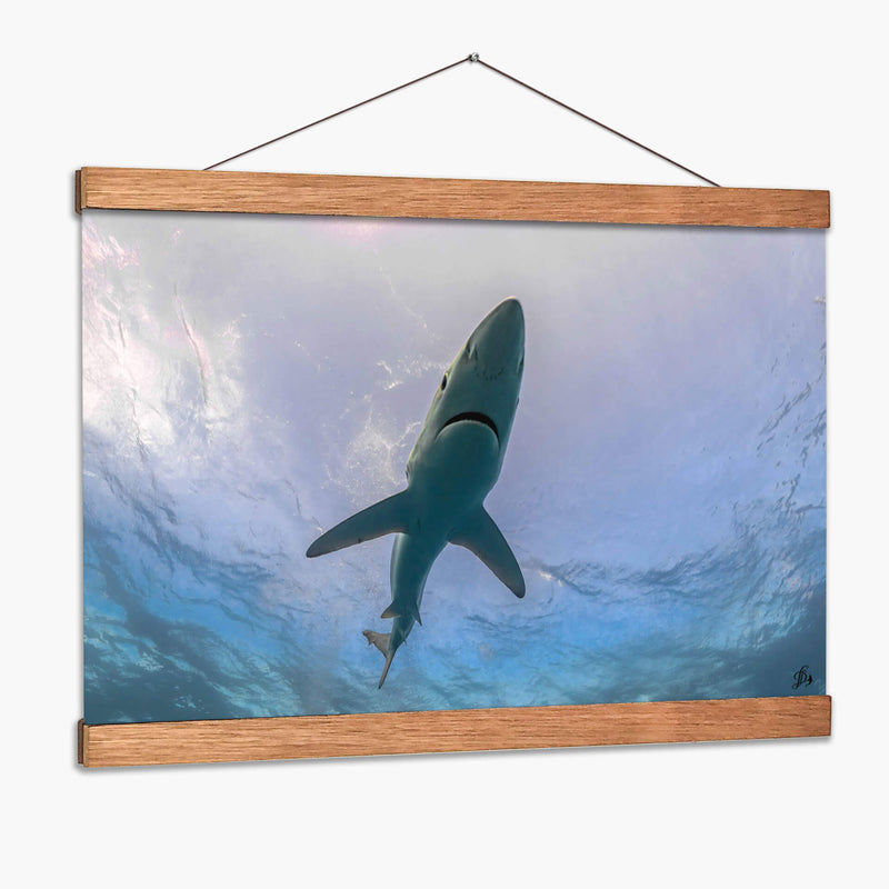 Tiburon Azul en la superficie - Dominic Underwater | Cuadro decorativo de Canvas Lab