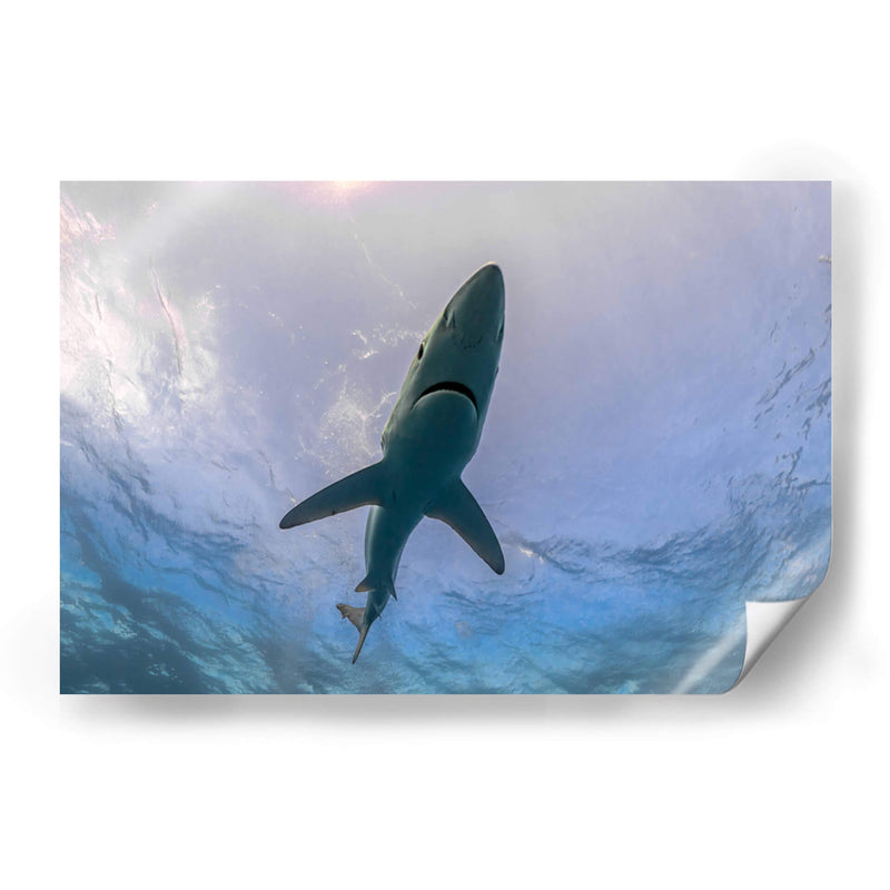 Tiburon Azul en la superficie - Dominic Underwater | Cuadro decorativo de Canvas Lab