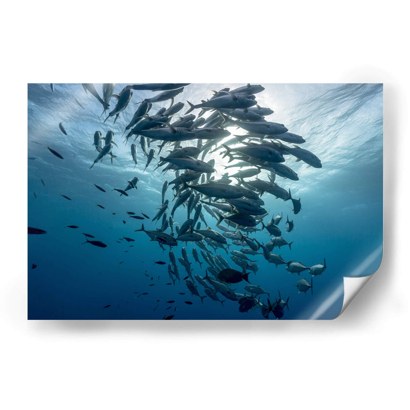 Jureles de ojos grandes dando vueltas alrededor del sol - Dominic Underwater | Cuadro decorativo de Canvas Lab