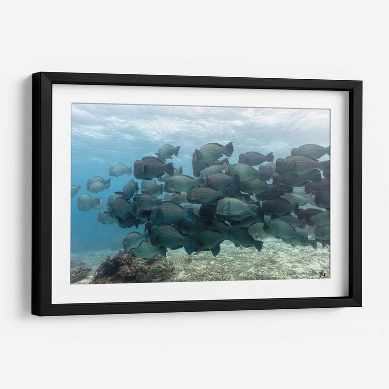 Escuela de peces loros jorobados verdes - Dominic Underwater | Cuadro decorativo de Canvas Lab