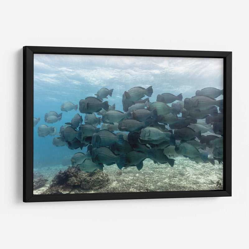 Escuela de peces loros jorobados verdes - Dominic Underwater | Cuadro decorativo de Canvas Lab