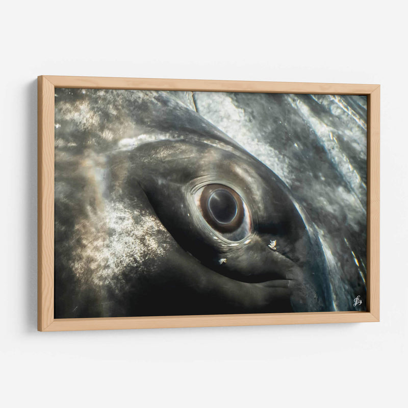 Ojo de una ballena jorobada - Dominic Underwater | Cuadro decorativo de Canvas Lab