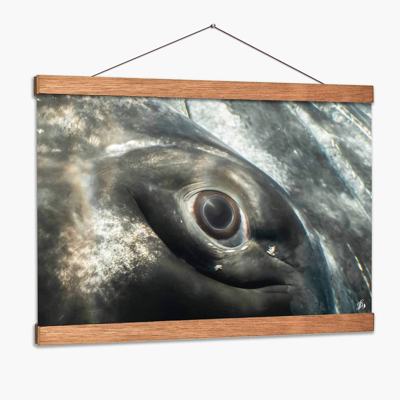Ojo de una ballena jorobada - Dominic Underwater | Cuadro decorativo de Canvas Lab