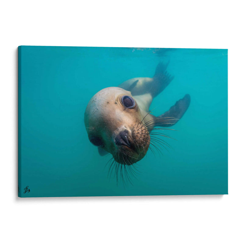Lobo marino de cerca - Dominic Underwater | Cuadro decorativo de Canvas Lab