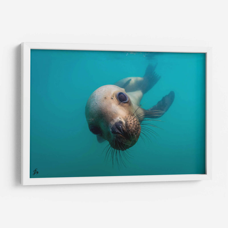 Lobo marino de cerca - Dominic Underwater | Cuadro decorativo de Canvas Lab