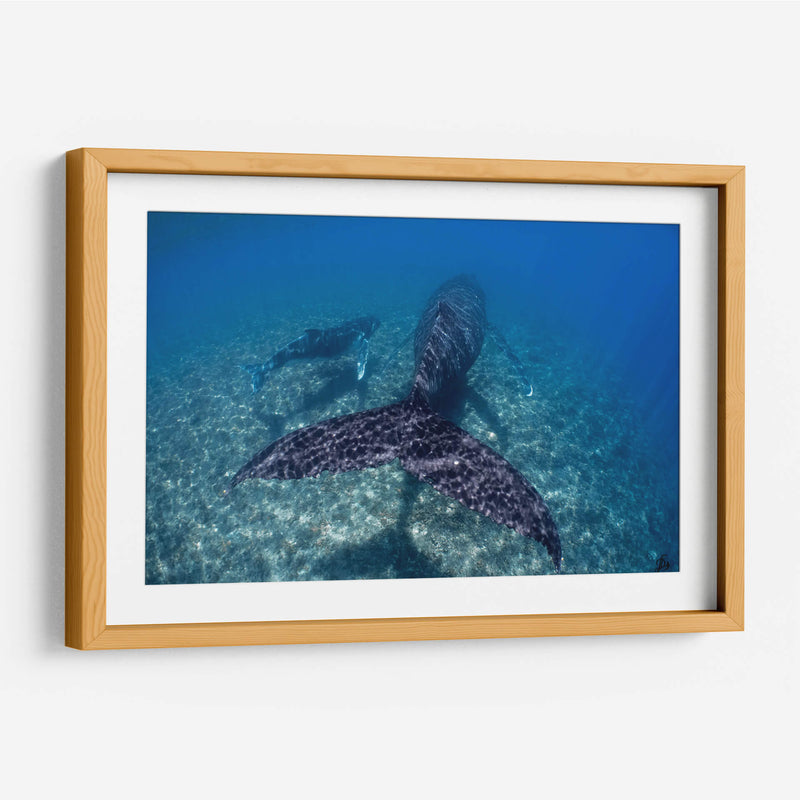 Ballenas jorobadas madre y cria sobre el arrecife - Dominic Underwater | Cuadro decorativo de Canvas Lab